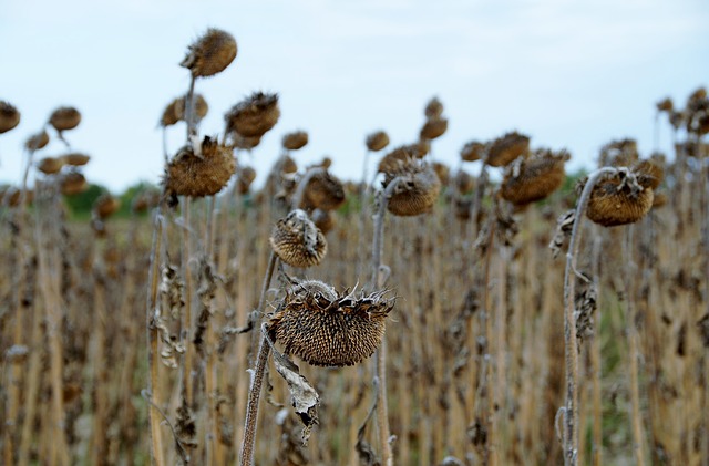 Ein Feld voller vertrockneter Sonnenblumen.